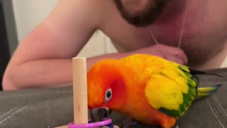 Clever parrot practices his tricks with his dad