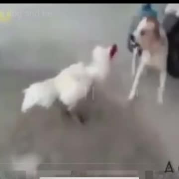 Dick chicks vs Dog