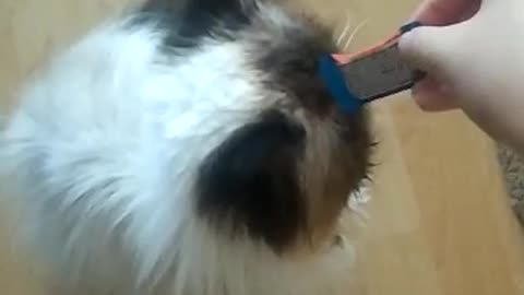 Cat Eats Wrapper