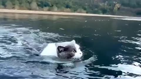 Cat for water