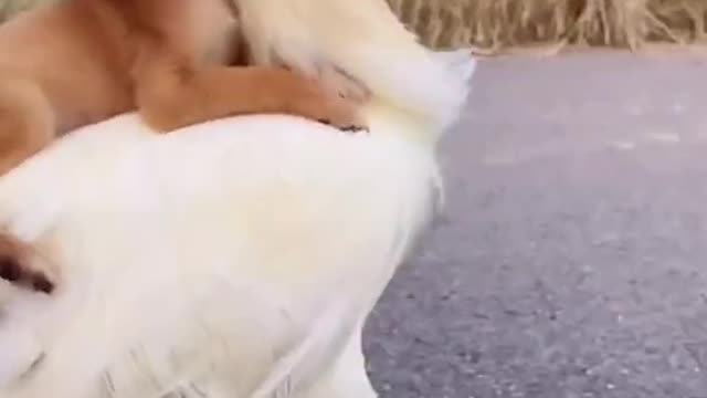 Yes Dog