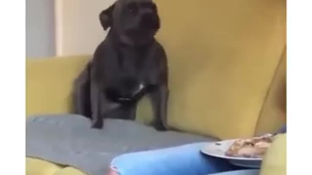 Funny Pet Video that is breaking the internet