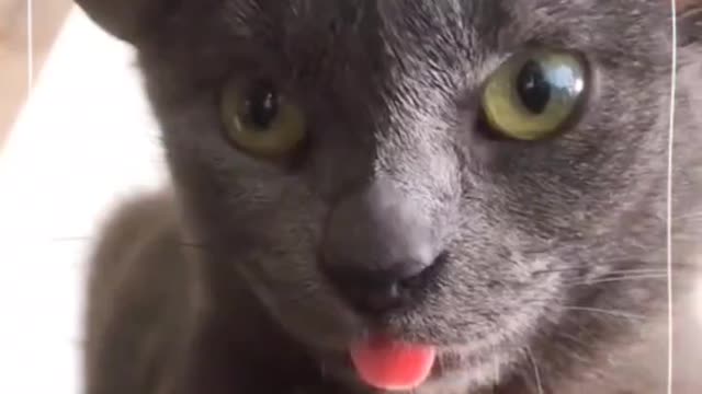 Cute Cat videos of 2022 that will make your day!😻😽💕💕