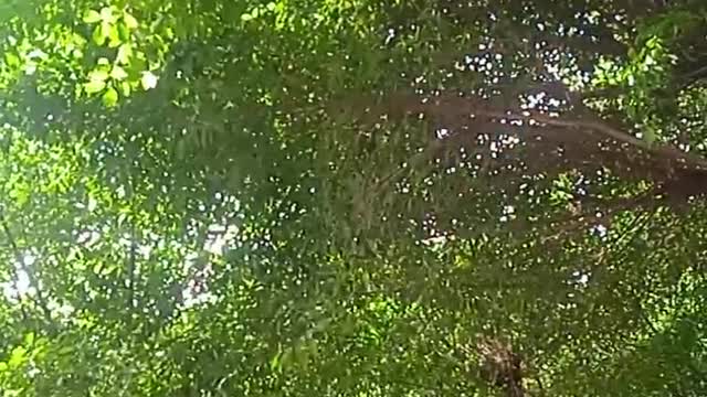 There is always shade under the trees
