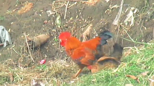 hen crossing - Most energetic Rooster. Hen is in shock! 가장 활기찬 수탉. 치킨은 충격!Le coq le plus énergique