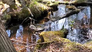 Peaceful stream in the middle of the woods