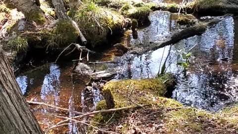 Peaceful stream in the middle of the woods