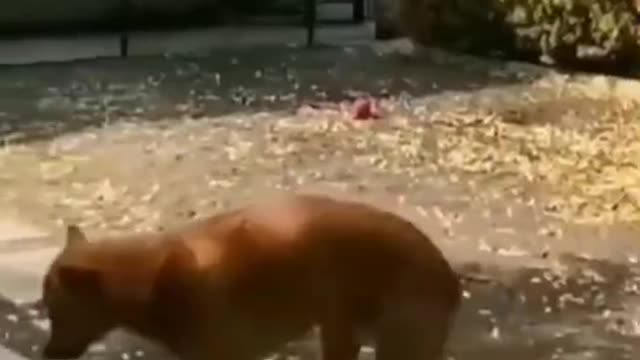 Dog Funny Video
