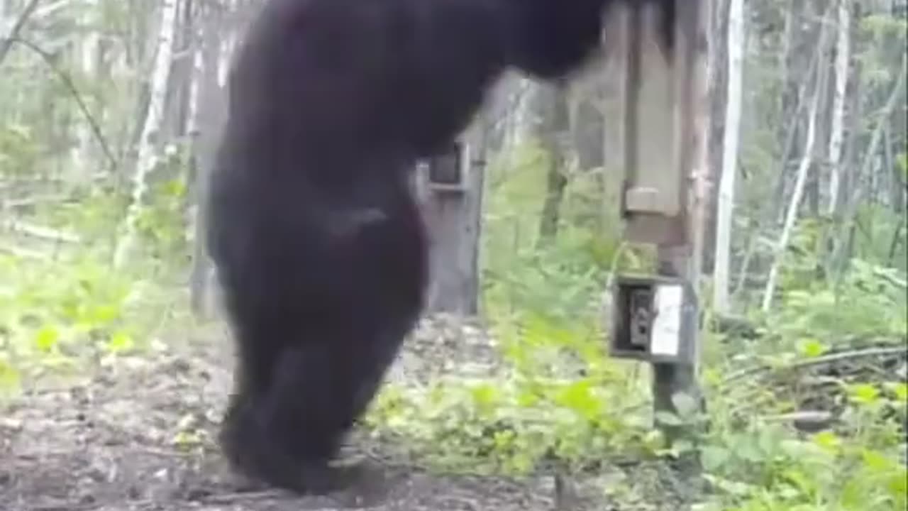 I Hope This Bear Makes You Laugh and Puts You in a Better Mood Today