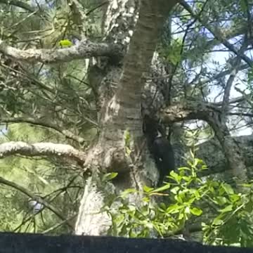 Pileated Woodpeckers