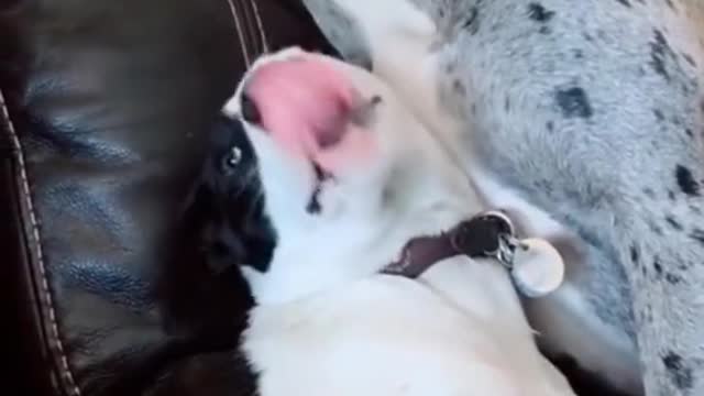 playing dog