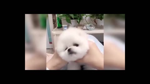 Wonderful cute funny pets（14）