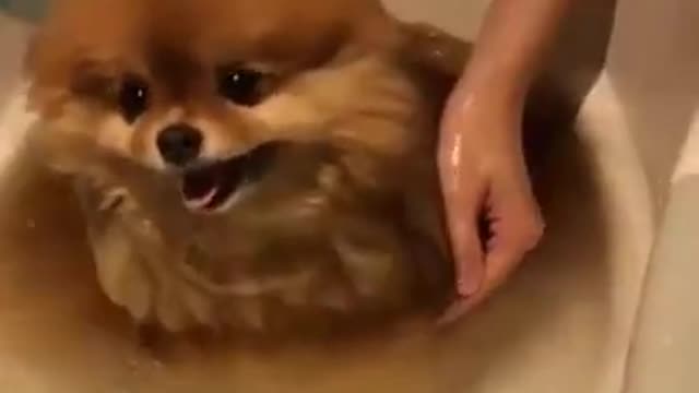 Cute and funny brown Pomeranian bath y