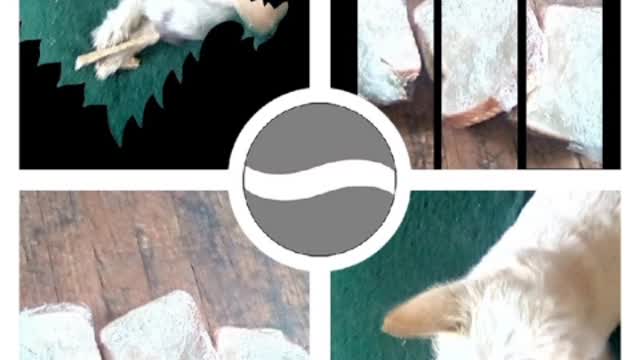 today video