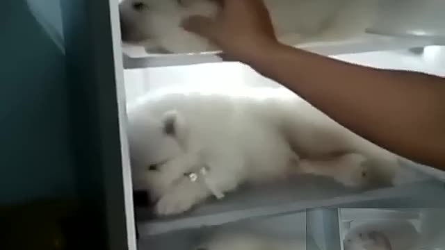 The dog sleeps in the refrigerator