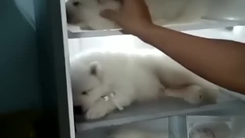 The dog sleeps in the refrigerator