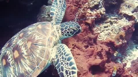 The view of the turtle in the water