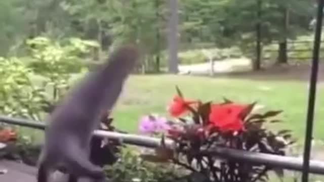 9.Daily Wee 😂😂 3 #shorts