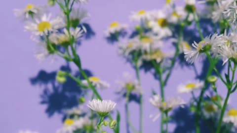 Beautiful flowers