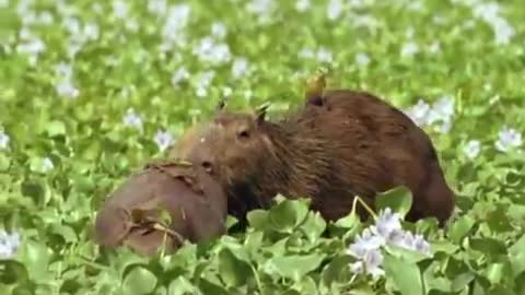 Caiman vs Capybara vs Anaconda | Amazon | BBC Earth