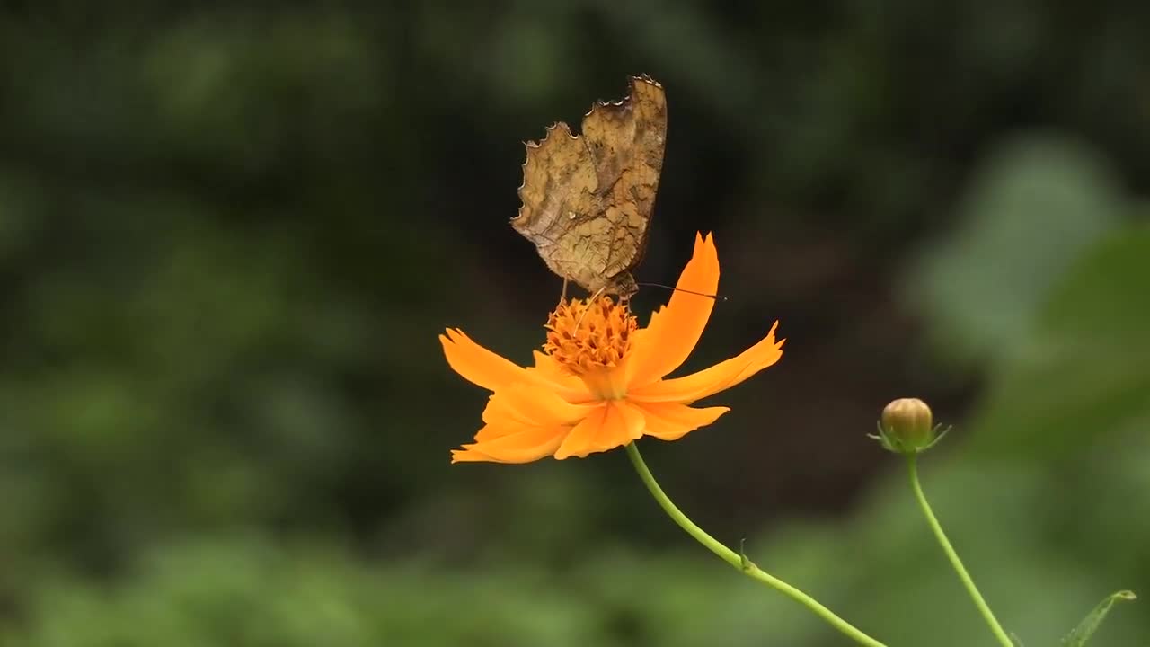 Butterflies Drinking Nectar from Flowers