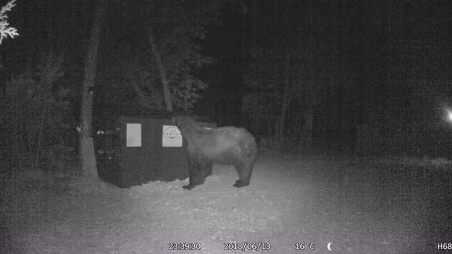 Bear in my Backyard!