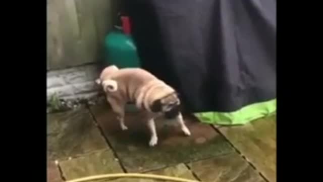 Funny animals videos-65