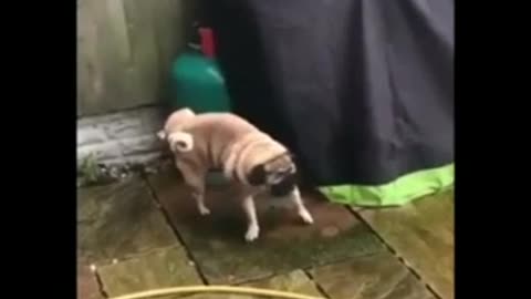 Funny animals videos-65