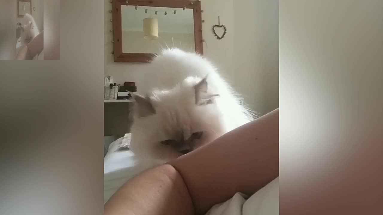 What is this white cat doing to the owner's hand?