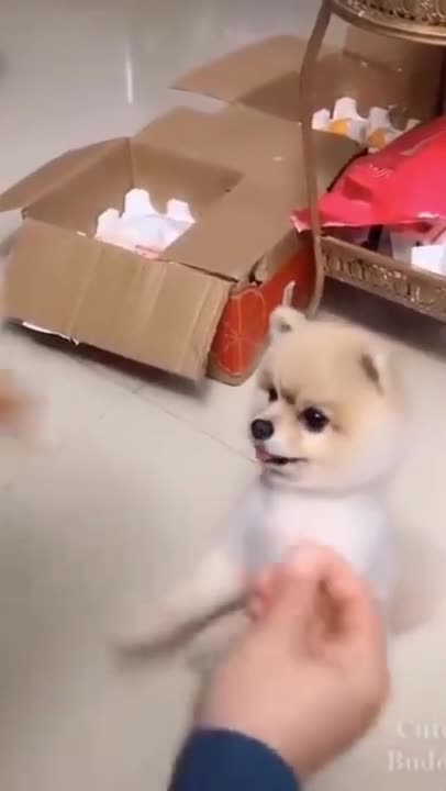 You will laugh at all the DOGS 🤣 Funny DOG Videos this is unfair