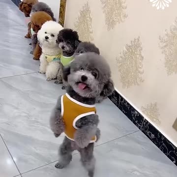 Cute dogs love playing