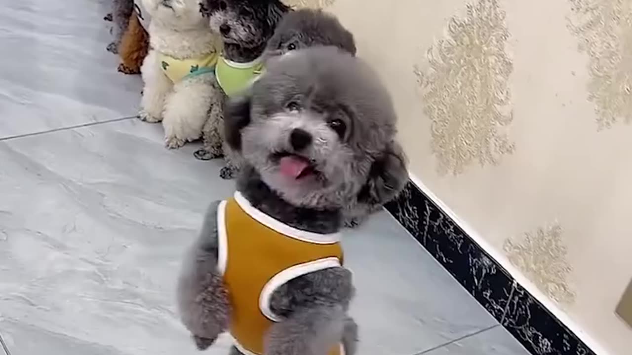 Cute dogs love playing