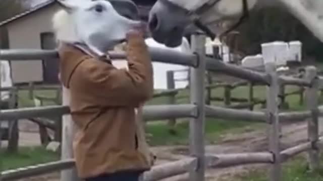 funny video of a surprised horse