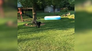 Dog Plays Hide And Seek With Kids Under Inflatable Pool