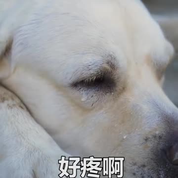 DOG SAVE BLIND MAN LIFE