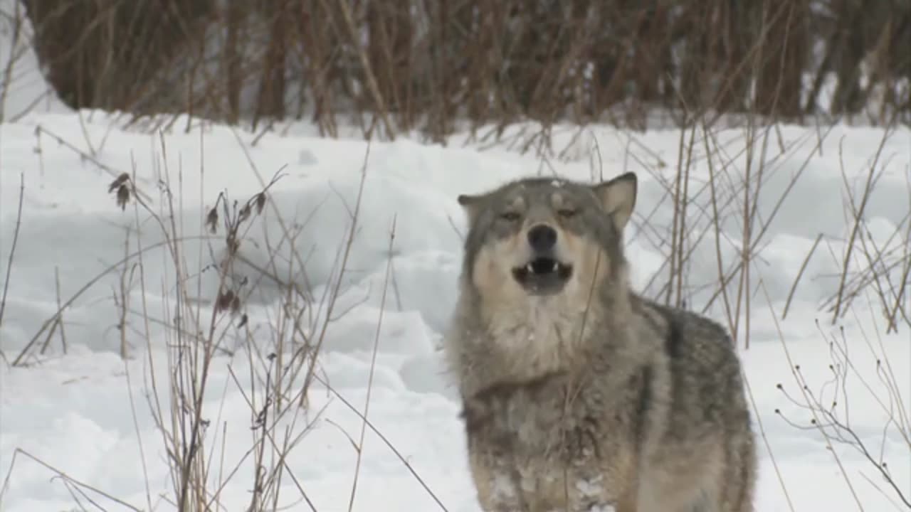 Wolf amazing video