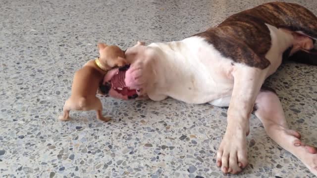 Tiny chihuahua puppy adorably teases sleepy American bulldog