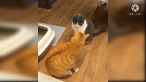 Cute cat fight,Baby cat