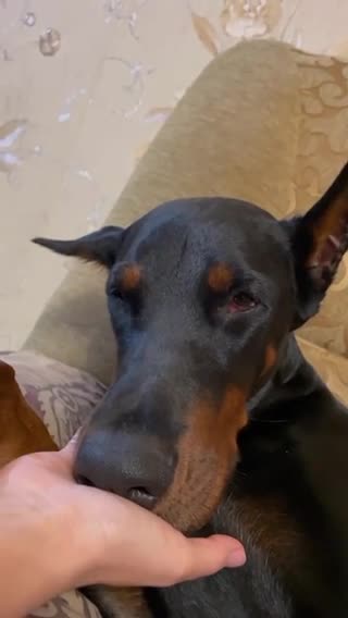 When your dog relaxing 😂😇