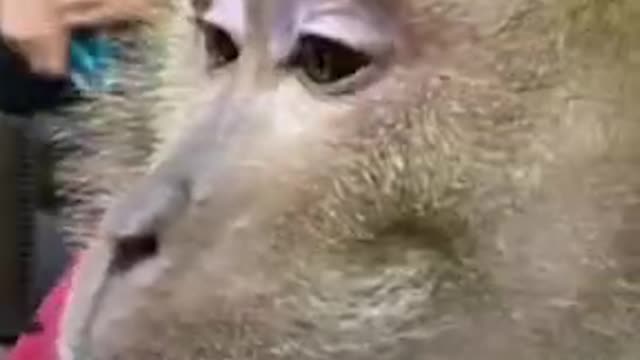 ДЖИММИ В ПАРИКМАХЕРСКОЙ _ ДЖИММИ ПРОТИВ БАРБЕРА