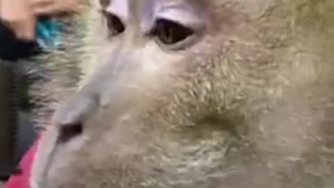 ДЖИММИ В ПАРИКМАХЕРСКОЙ _ ДЖИММИ ПРОТИВ БАРБЕРА