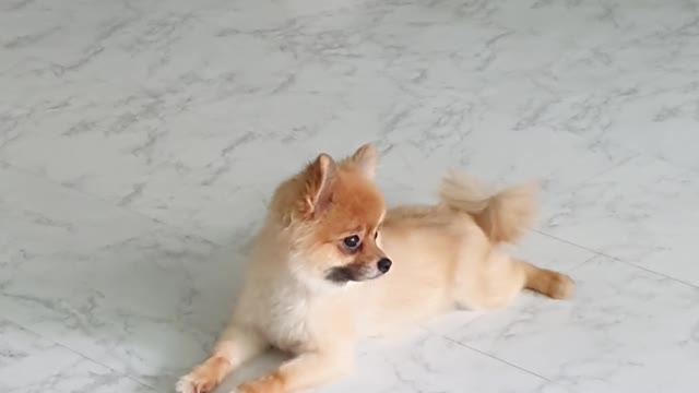 Pomeranian and maltese