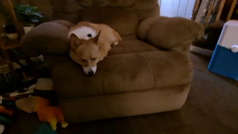 Corgi chillin