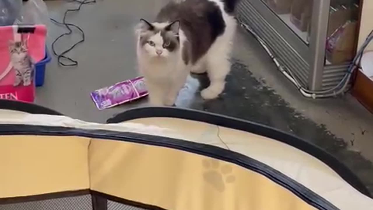 Shop Cat Knows Where to Find the Treats