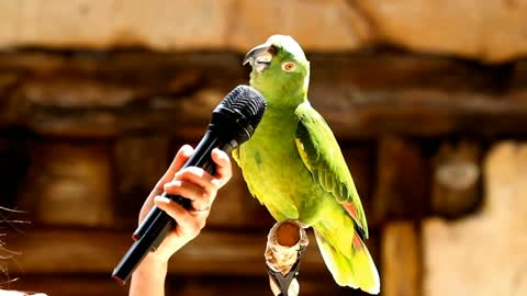 Talking parrot sings to the audience the most beautiful voice ever