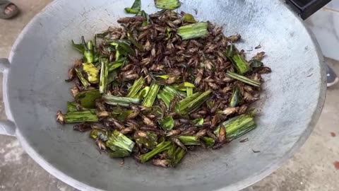 How Millions Of Crickets Are Raised and Harvested in Farm - Edible Insects Farm Industry