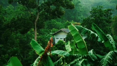 10 Minutes of relaxing rain sounds