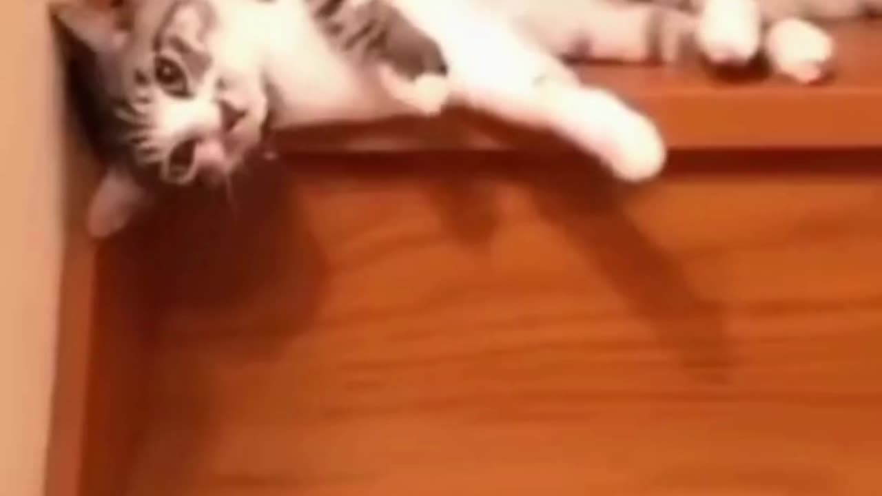 Hilarious Cat Jump Fails and Triumphs