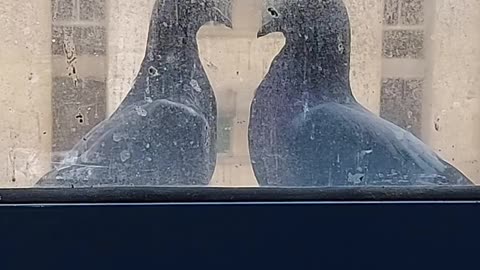 Beautiful pigeons making heart