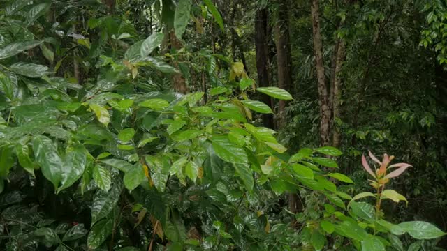 4K Tropical rain / Relaxing & Sounds video